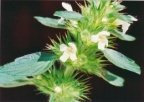 Galeopsis tetrahit, Galéopsis tétrahit