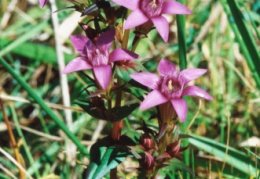 Gentiana germanica, Gentiane d'Allemagne