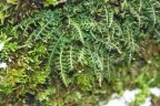 Asplenium fontanum