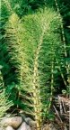 Equisetum telmateia, Prêle géante