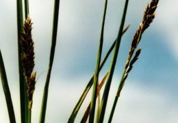 Carex paniculata