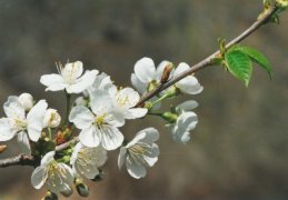 Prunus avium, Cerisier sauvage