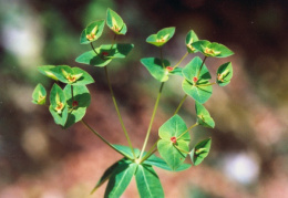 Euphorbia dulcis, Euphorbe douce