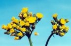 Hieracium caespitosum, Épervière gazonnante