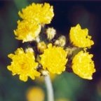 Hieracium caespitosum, Épervière gazonnante