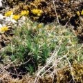 20010500_undervelier_draba_aizoides_03.jpg