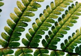 Dryopteris filix-mas