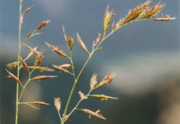 Festuca rubra