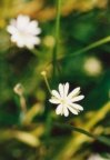 Stellaria graminea