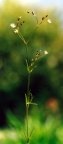 Stellaria graminea