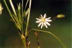 Stellaria graminea