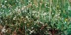 Stellaria graminea