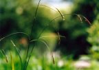 Carex sylvatica
