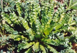 Reseda luteola