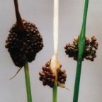 Juncus conglomeratus, Jonc aggloméré