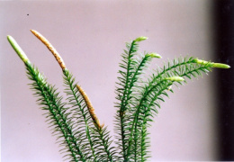 Lycopodium annotinum, Lycopode à rameaux d'un an