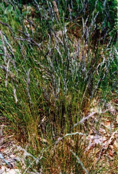 20010600_nods_chasseral_festuca_rubra_02.jpg
