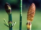 Equisetum fluviatile, Prêle des eaux courantes