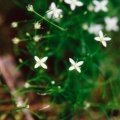20010605_st-brais_tariche_moehringia_muscosa_01.jpg