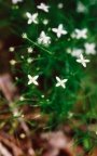 Moehringia muscosa