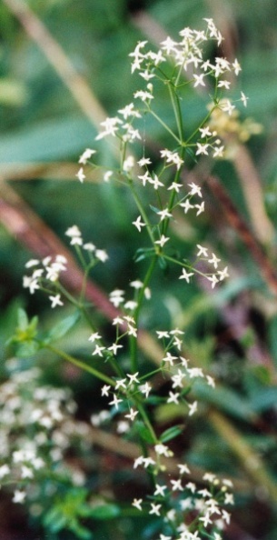 20010700_bonfol_galium_sylvaticum_01.jpg