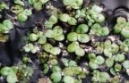 Spirodela polyrhiza, Spirodèle à plusieurs racines