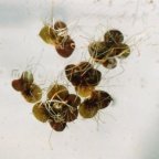 Spirodela polyrhiza, Spirodèle à plusieurs racines