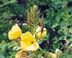 Oenothera biennis, Onagre bisannuelle