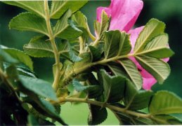 Rosa rugosa, Rosier à feuilles rugueuses