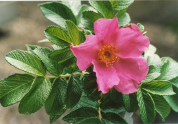 Rosa rugosa, Rosier à feuilles rugueuses