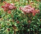 Eupatorium cannabinum, Eupatoire chanvrine