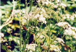 Pimpinella major, Grand boucage