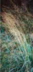 Molinia arundinacea