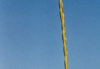 Elymus repens