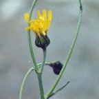 Hieracium lachenalii, Épervière de Lachenal