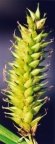 Carex vesicaria