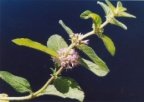 Mentha arvensis, Menthe des champs