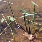 Sagittaria sagittifolia, Sagittaire à feuilles en flèche