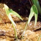 Sagittaria sagittifolia, Sagittaire à feuilles en flèche