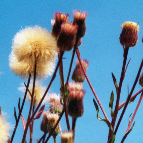 20010800_glovelier_erigeron_acer.jpg