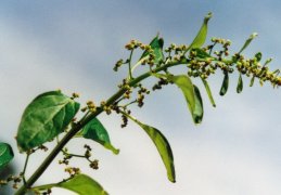 Chenopodium polyspermum