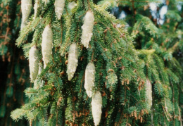 Picea abies