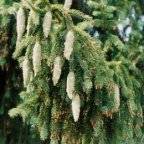 Picea abies