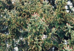 Picea abies