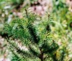 Pseudotsuga menziesii