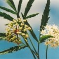 20010807_les-royes_cicuta_virosa_2.jpg