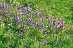 Campanula rapunculoides, Campanule stolonifère