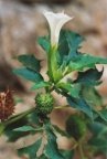 Datura stramonium, Stramoine commune