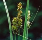 Carex otrubae