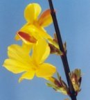 Jasminum nudiflorum, Jasmin à fleurs nues